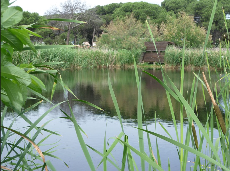 Tertiary treatment wetlands for water quality control in Granollers, Spain