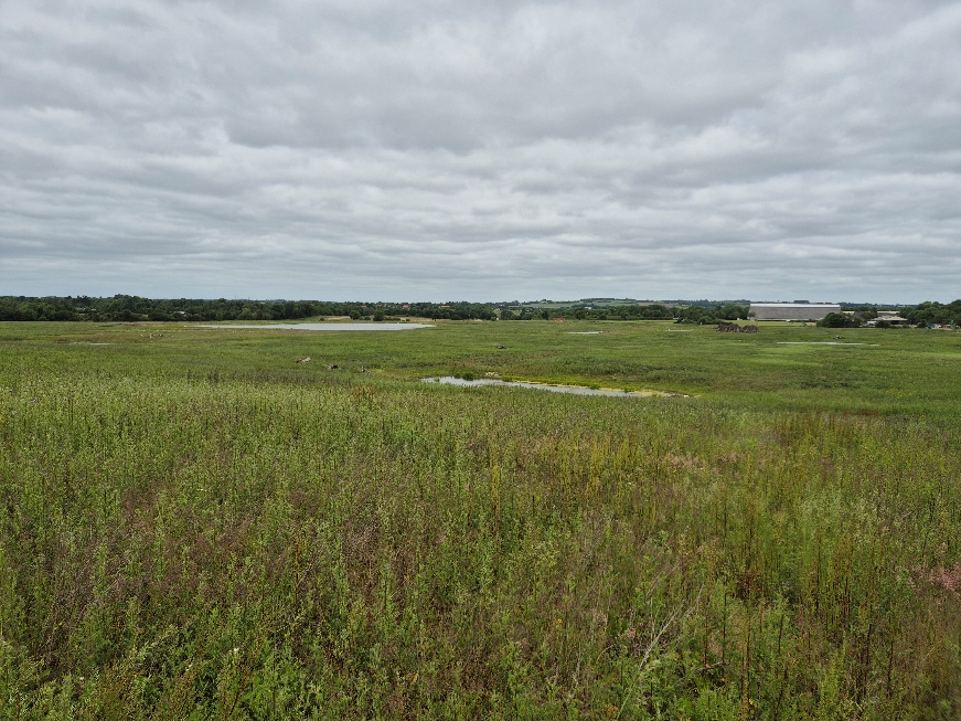 Meadows and grazing area