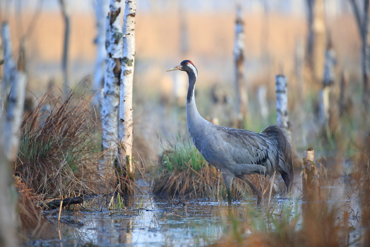 Crane