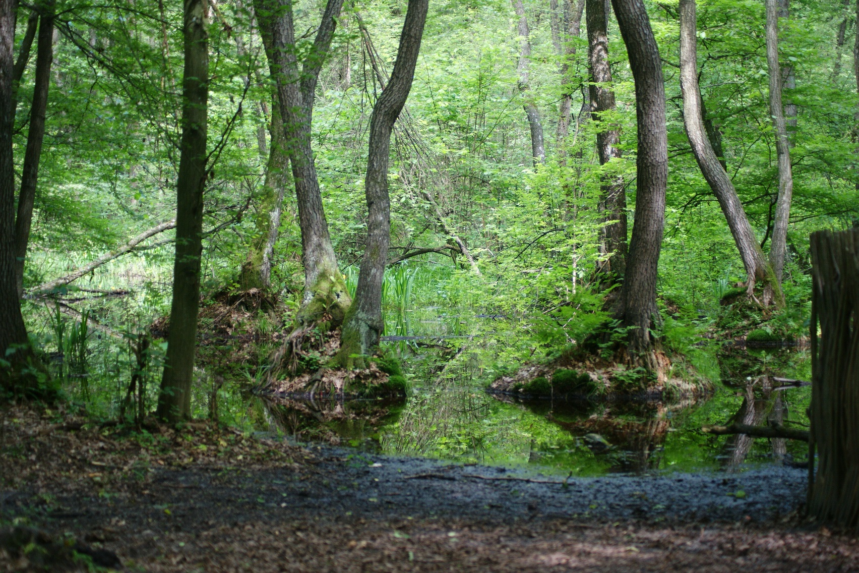Alder swamp forest